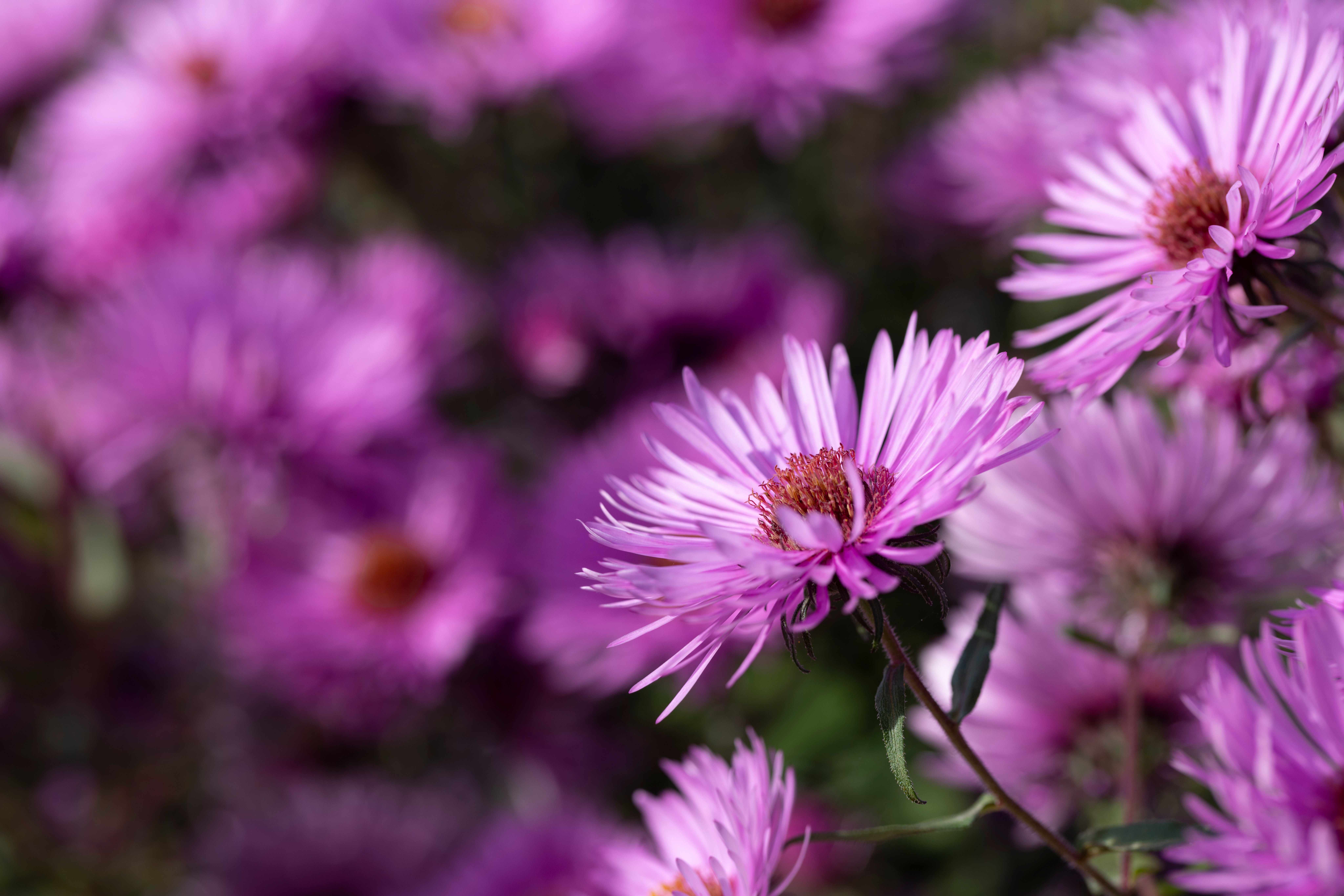 Metaf Paarse bloemen GG Net 005